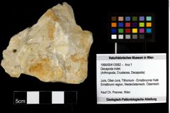 Foto (Objekt + Etiketten) von Decapoda indet. 